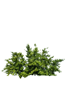 Shrub for Landscaping