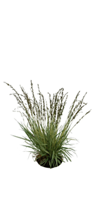 Native Grasses for Landscaping
