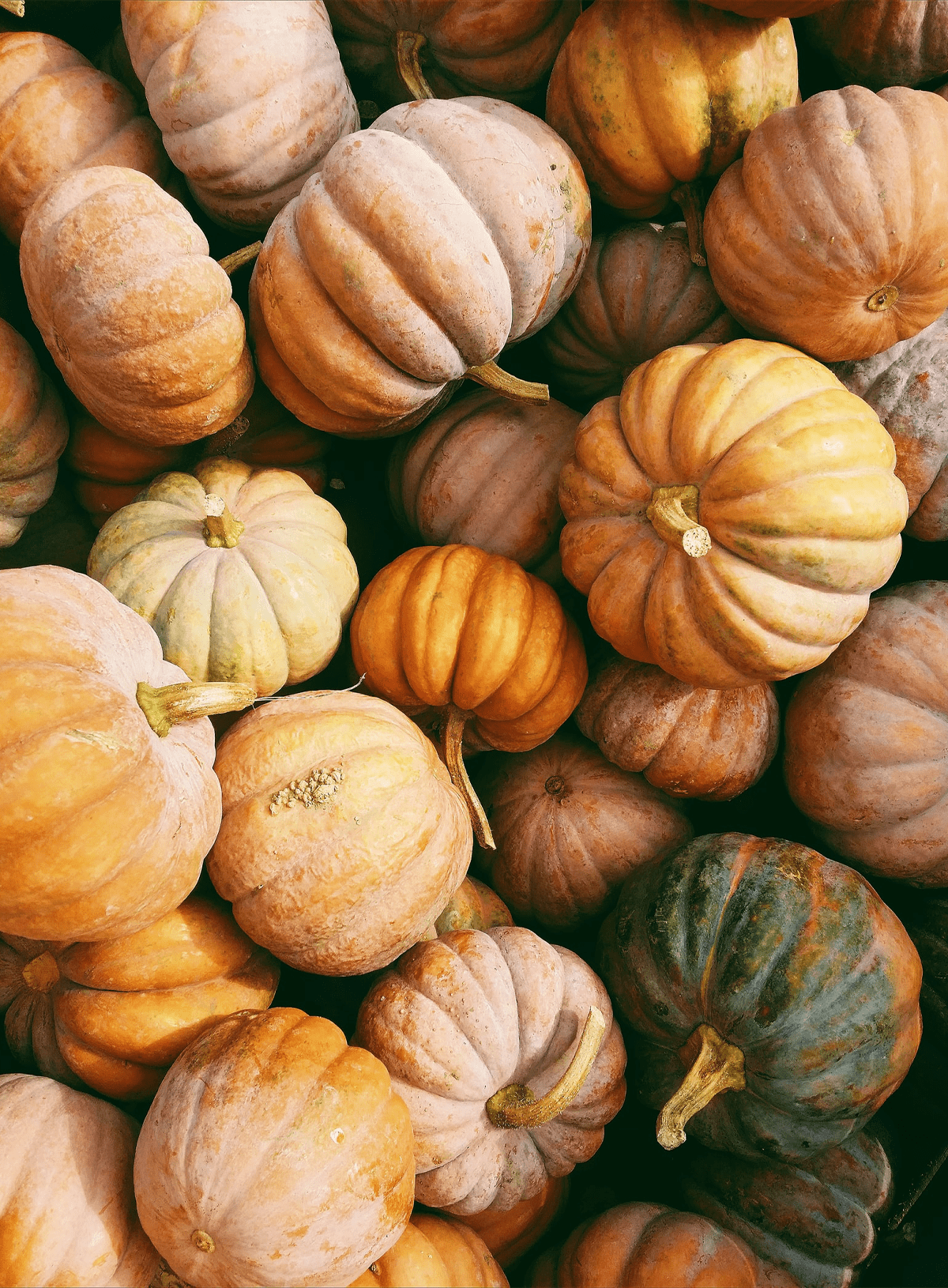 an over photo of a pile of picturesque small pumpkins of all shapes and sizes