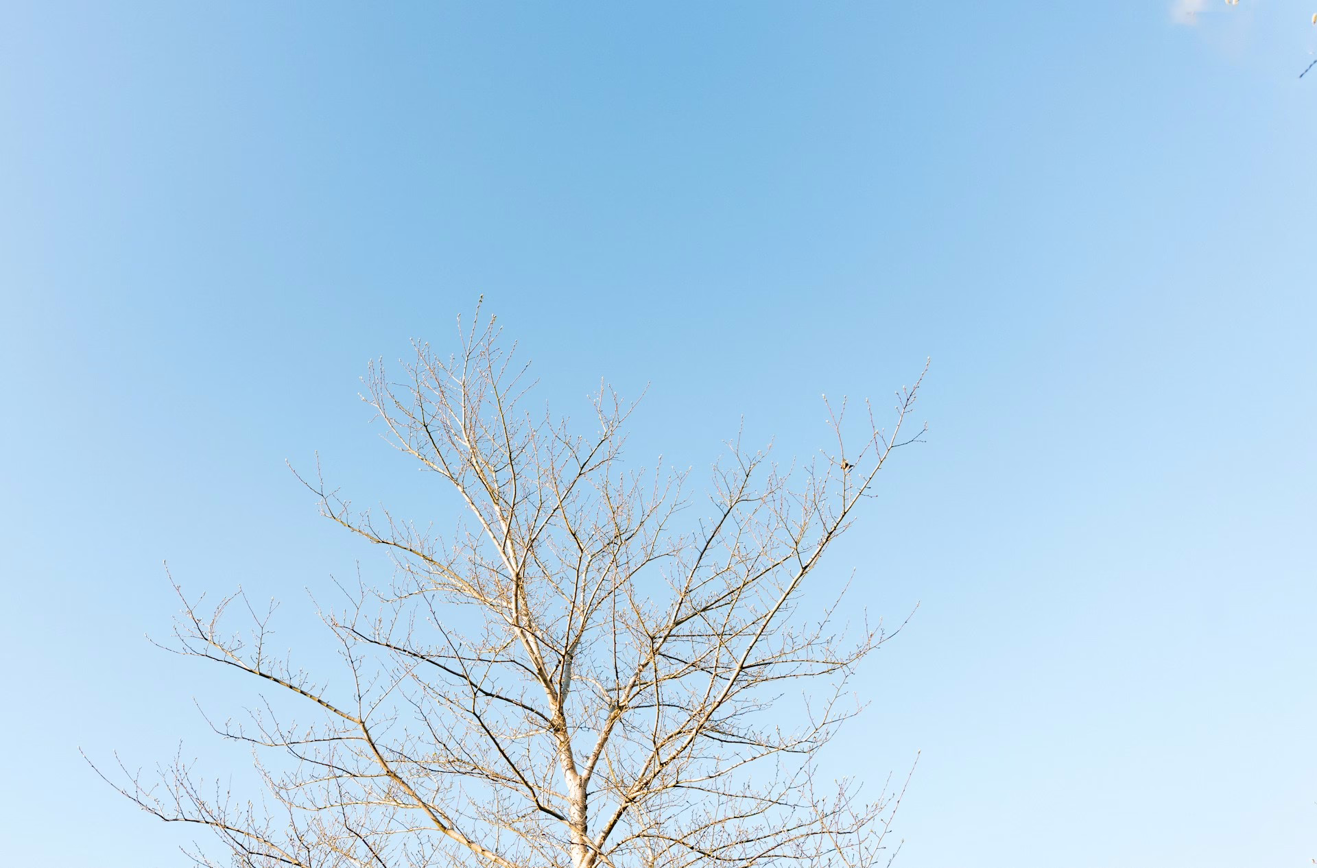 a large tree with buds against a sky blue background