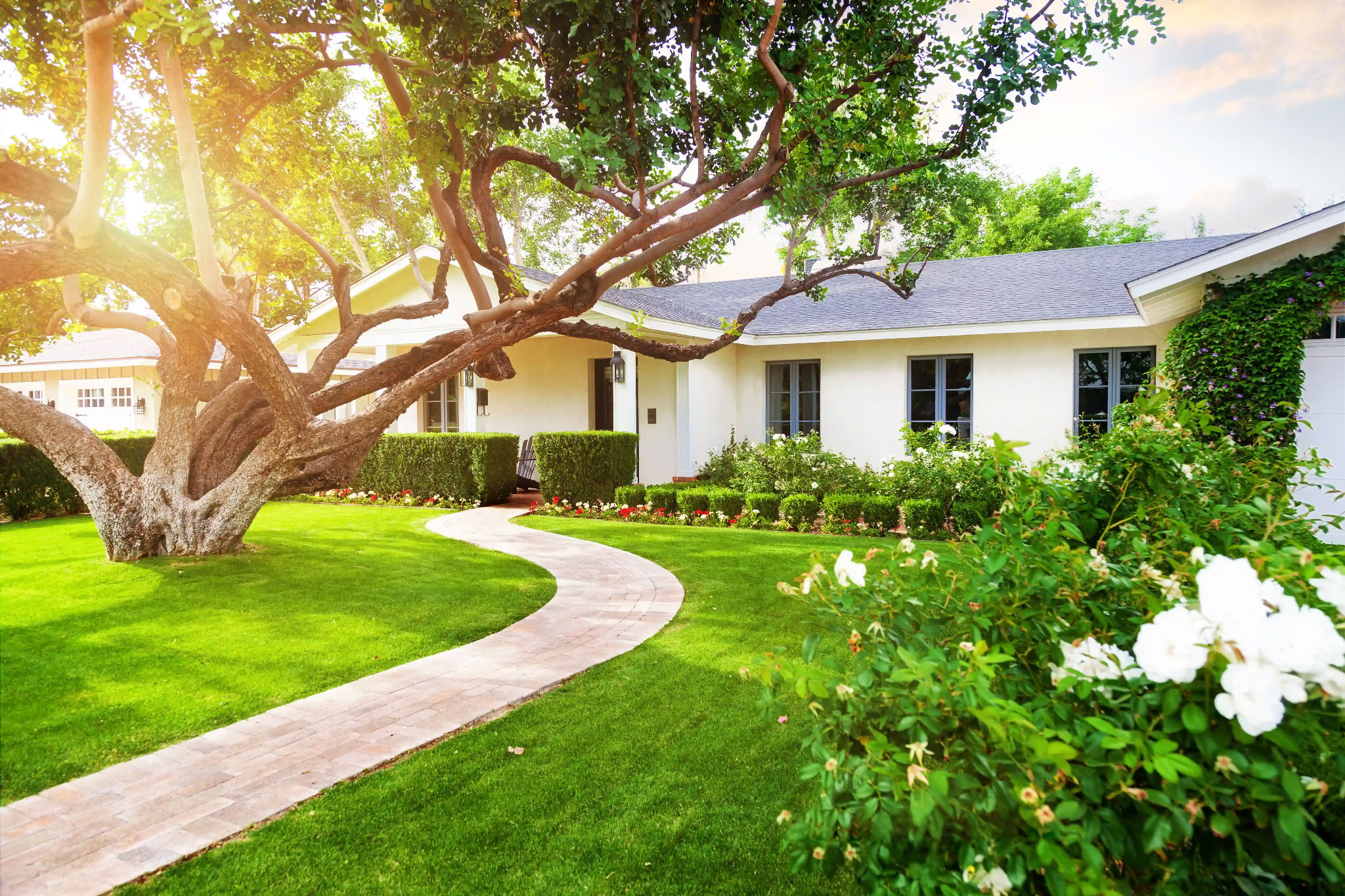 image showing a white ranch house with blue windows with a curving sidewalk under a huge old oak tree with golden sunlight on the white rosebushes in front of the house