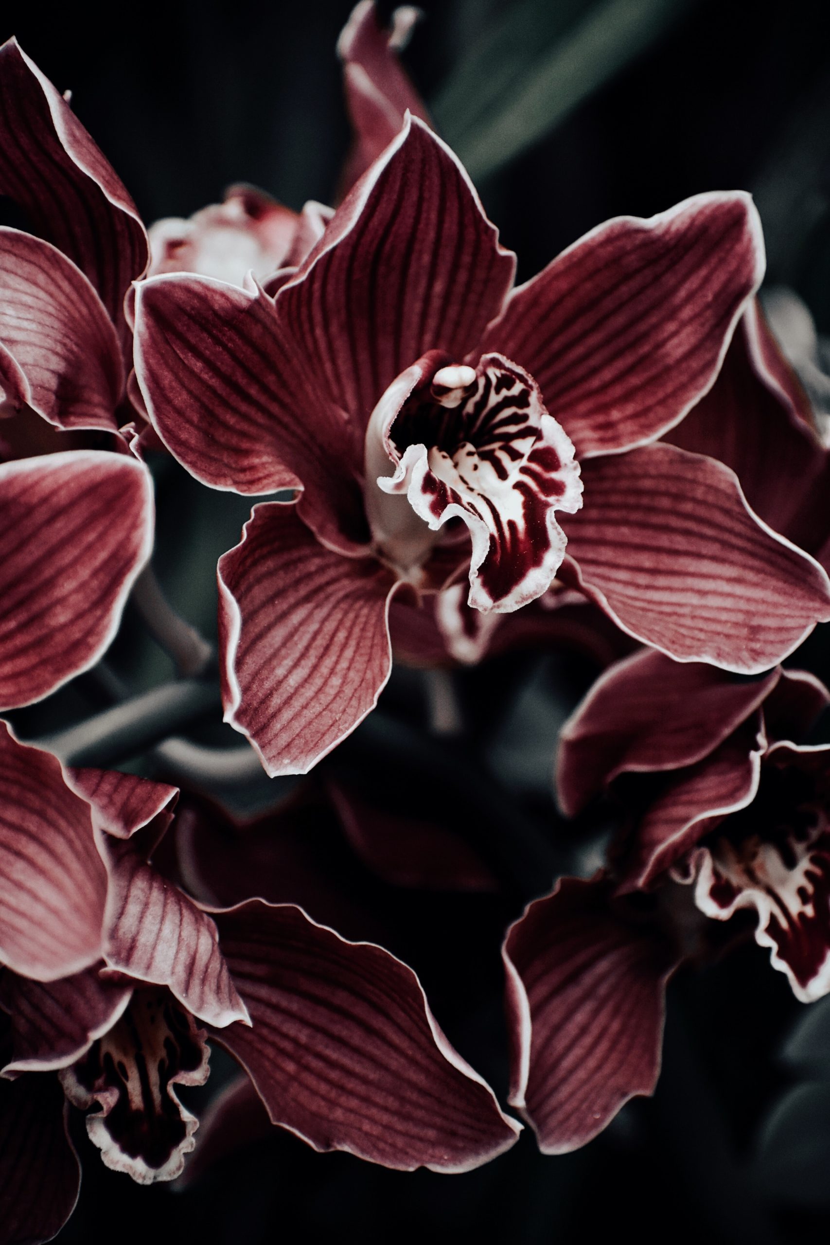 image of oxblood red orchids with moody lighting